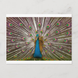 Cartão Postal Peacock pacífico