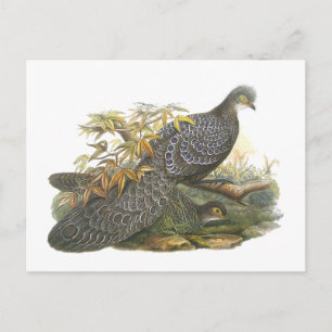 Cartão Postal Peacock Pheasant