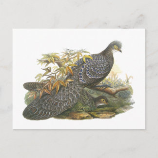 Cartão Postal Peacock Pheasant