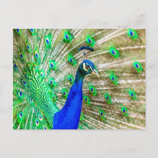 Cartão Postal Peacock Plumage (Frente)