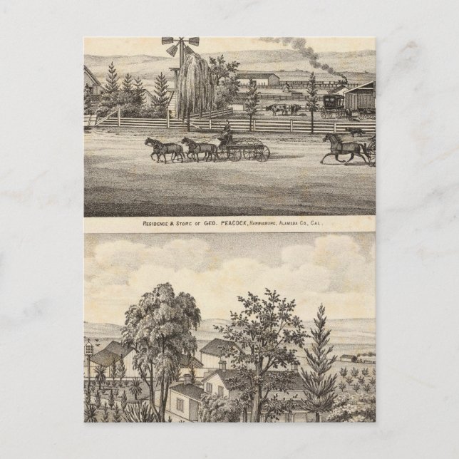 Cartão Postal Peacock res, Willow Glen (Frente)