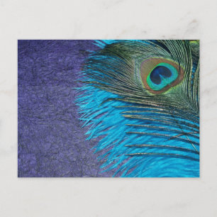 Cartão Postal Peacock Roxo e Teal
