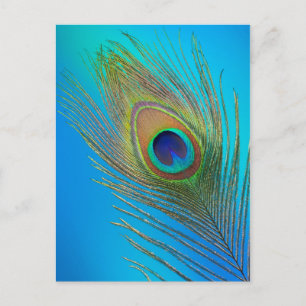 Cartão Postal Peacock Tail Feather