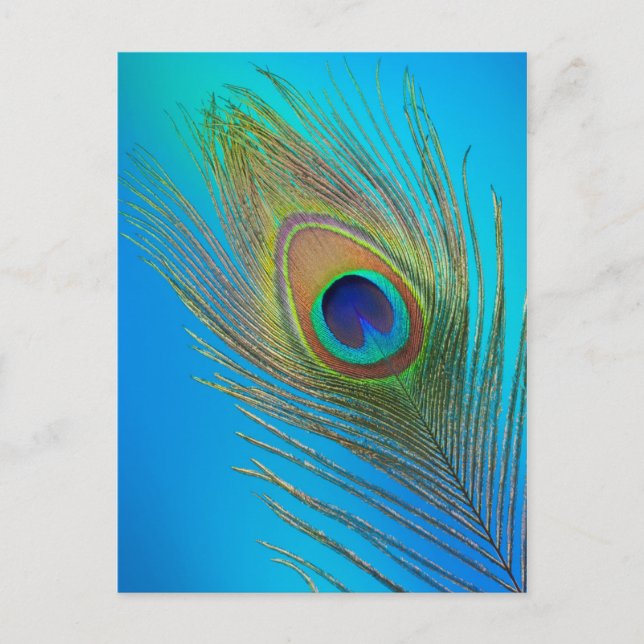 Cartão Postal Peacock Tail Feather (Frente)