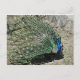 Cartão Postal Peacocks