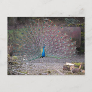 Cartão Postal Peacocks