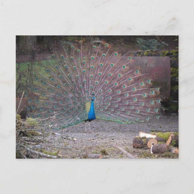 Cartão Postal Peacocks (Frente)