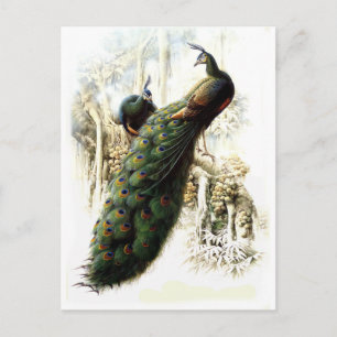 Cartão Postal Peacocks em repouso