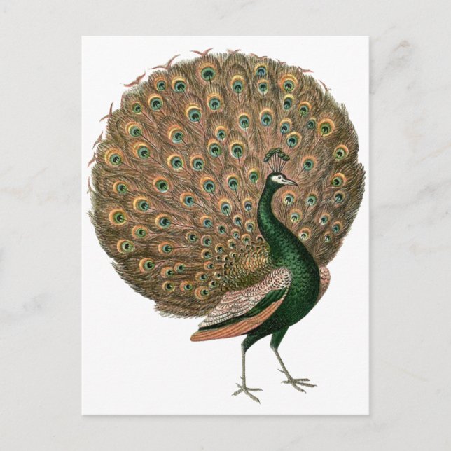 Cartão Postal Peafowl (pavão) de arte venenosa despenca ouro ver (Frente)