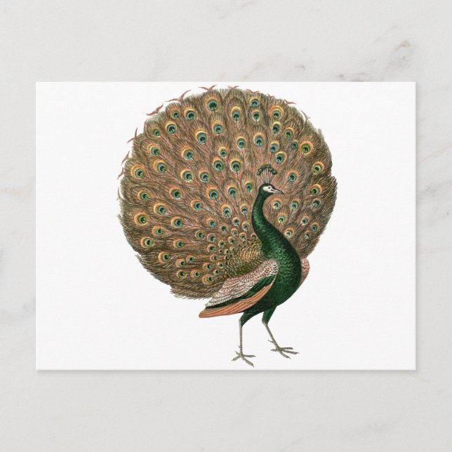 Cartão Postal Peafowl (pavão) de arte venenosa despenca ouro ver (Frente)