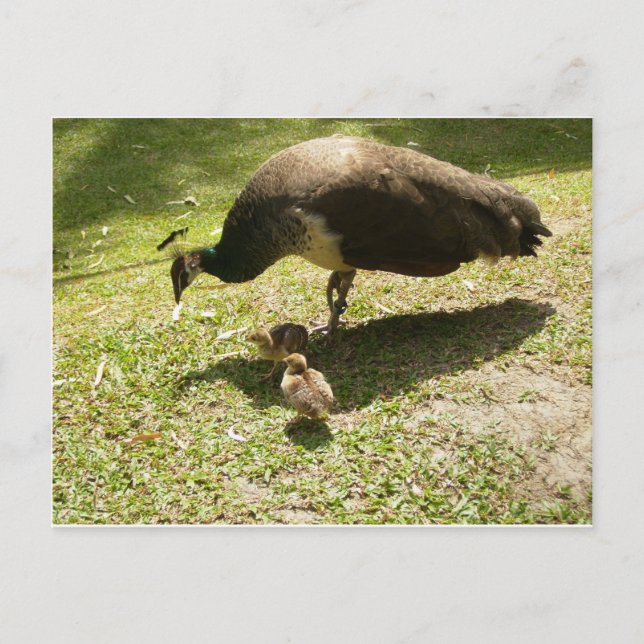 Cartão Postal Peahen com Pintinhos (Frente)