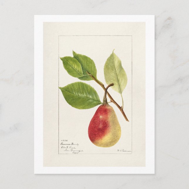 Cartão Postal Pear Branch (Pyrus Communis)(1893) Small (Frente)