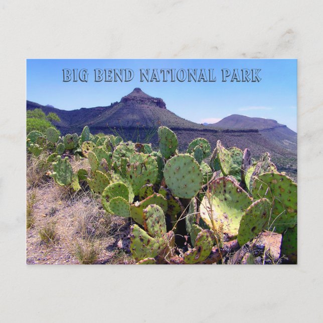 Cartão Postal Pear Cactus Big Bend (Frente)