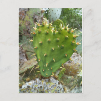 Cartão Postal Pear Cactus Prickly
