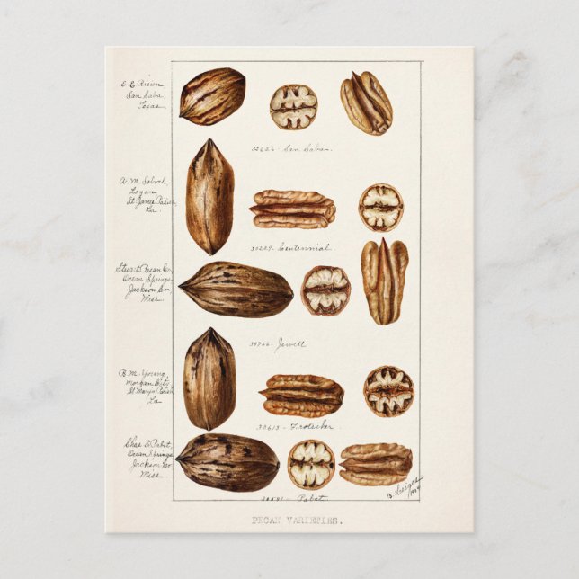 Cartão Postal Pecans (Carya Illinoinensis) (Frente)