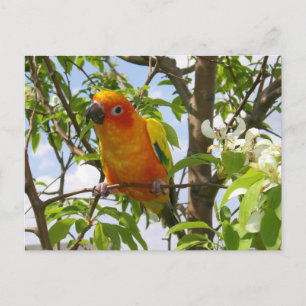 Cartão Postal Peças Aqui Cartão-Postal "Olivia"