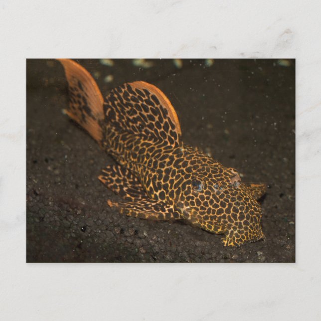 Cartão Postal Peckoltia Compta (Frente)