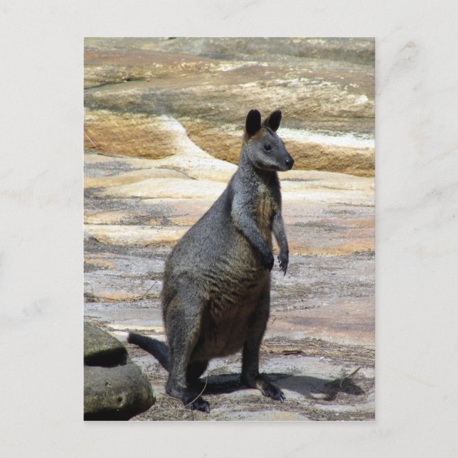 Cartão Postal pedras de parede (Frente)