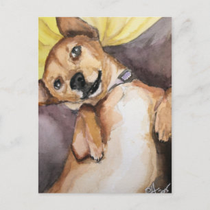 Cartão Postal Pedro, o Chiweenie