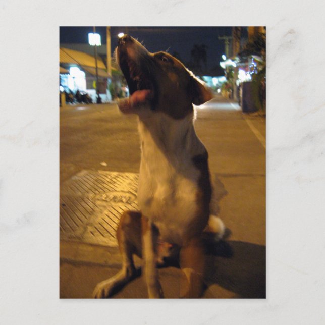 Cartão Postal Pee Mai... Soi Dog, Tailândia (Frente)