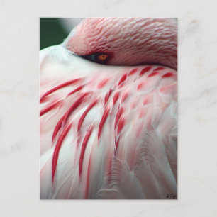 Cartão Postal Peek a Boo