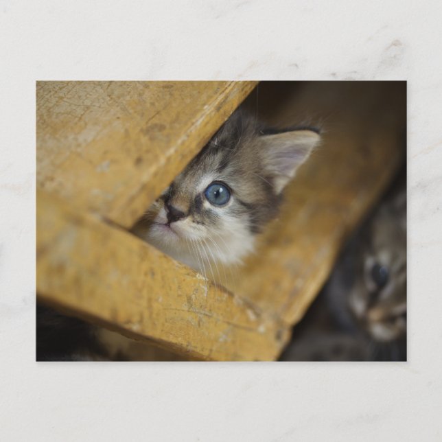 Cartão Postal Peek-A-Boo (Frente)