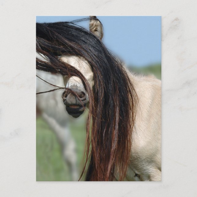 Cartão Postal Peek-a-Boo Colt (Frente)