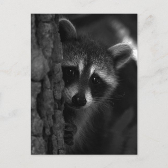 Cartão Postal Peek-a-Boo Raccoon (Frente)