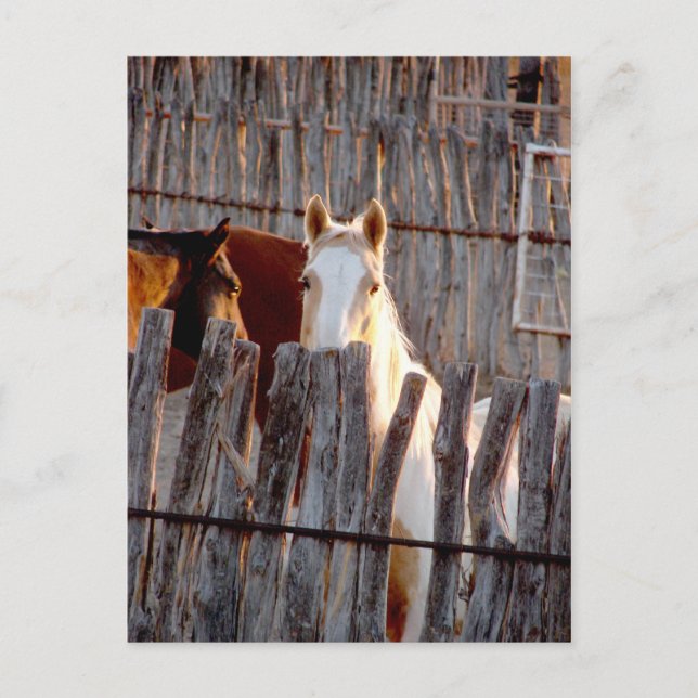 Cartão Postal Peekaboo Paint (Frente)