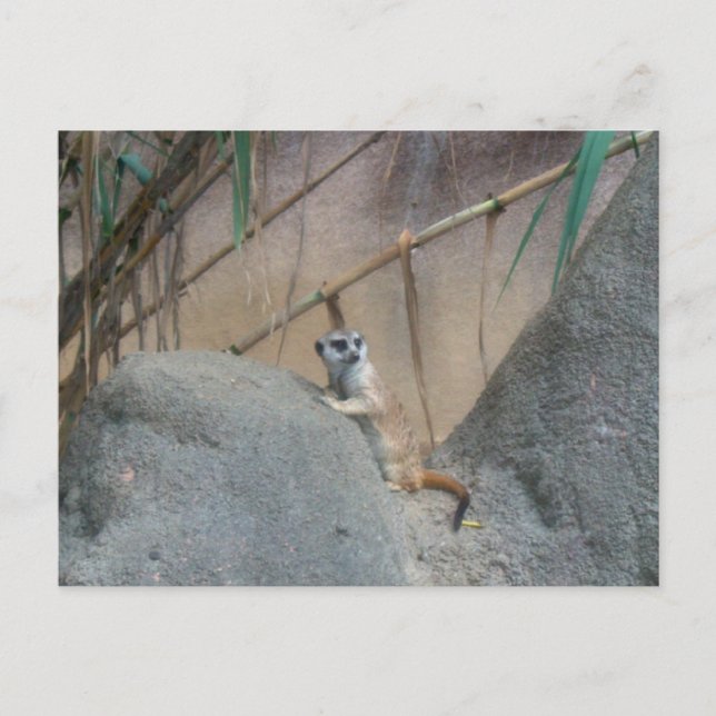 Cartão Postal Peerkat Meerk (Frente)