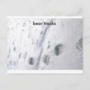 Cartão Postal pegadas de urso, pegadas de urso