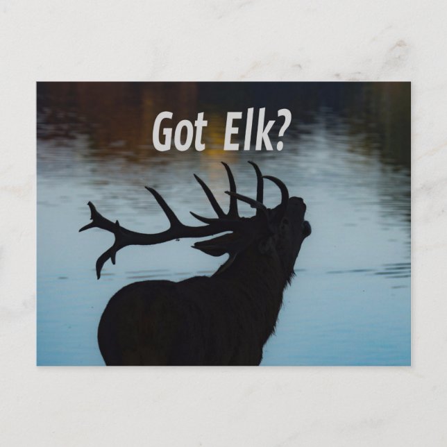 Cartão Postal Pegou Elk? Engraçado Hunter Humor (Frente)