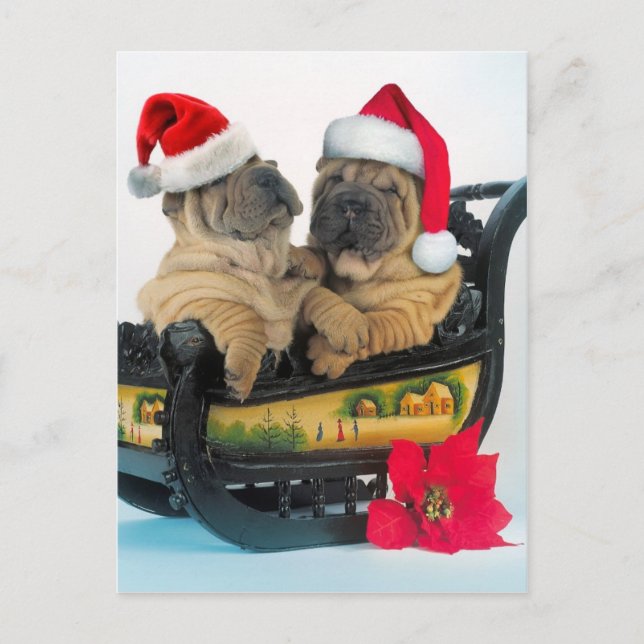 Cartão Postal Pei Shar Chinês com chapéus de x-mas (Frente)
