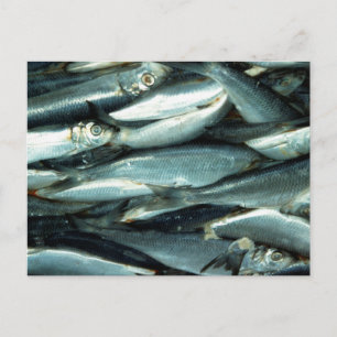 Cartão Postal Peixe