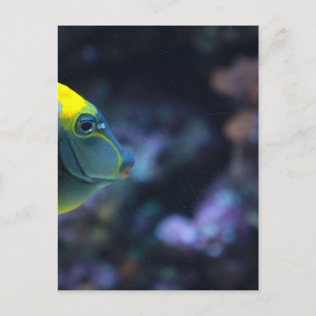 Cartão Postal peixe (Frente)