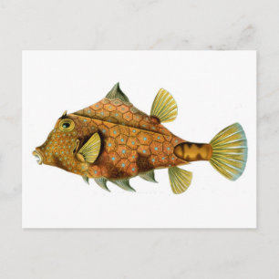 Cartão Postal Peixe