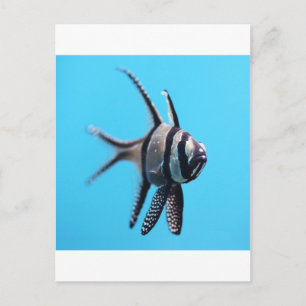 Cartão Postal Peixe
