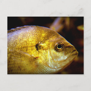Cartão Postal Peixe