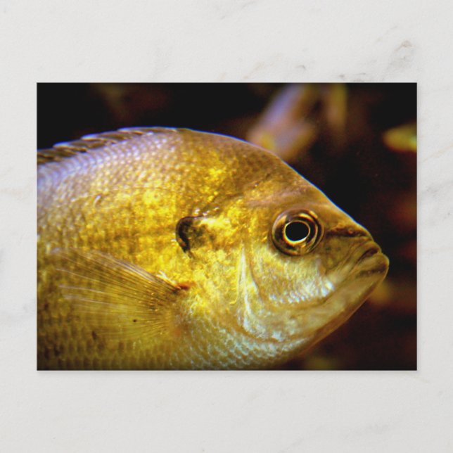 Cartão Postal Peixe (Frente)