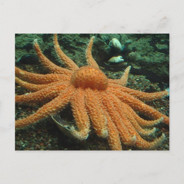 Cartão Postal Peixe (Frente)