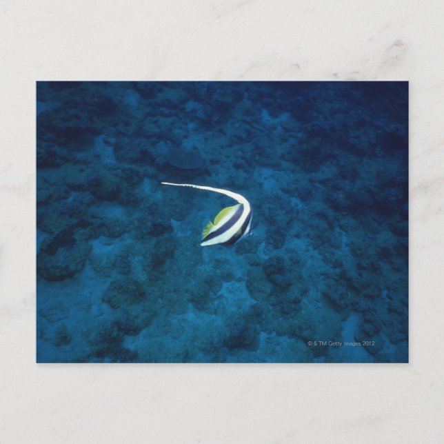 Cartão Postal Peixe 2 (Frente)