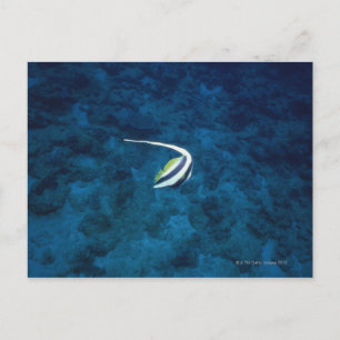 Cartão Postal Peixe 2