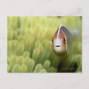 Cartão Postal Peixe-Anêmone Rosa