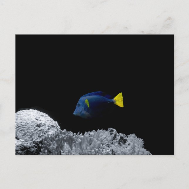Cartão Postal Peixe azul (Frente)
