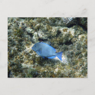 Cartão Postal peixe azul-roatán