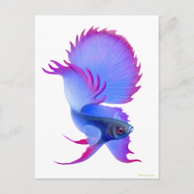 Cartão Postal Peixe Betta Azul Grande (Frente)
