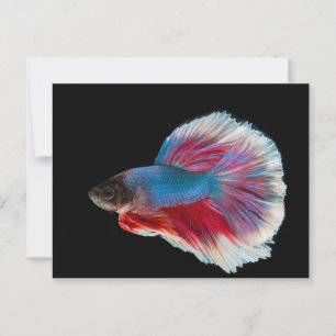 Cartão Postal Peixe Betta Azul, Rosa e Branco