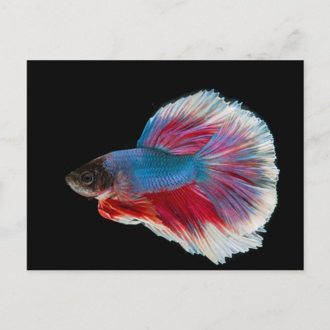 Cartão Postal Peixe Betta Azul, Rosa e Branco (Frente)