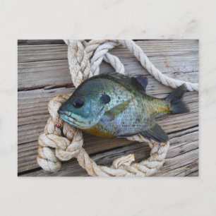 Cartão Postal Peixe Bluegill no cais e corda