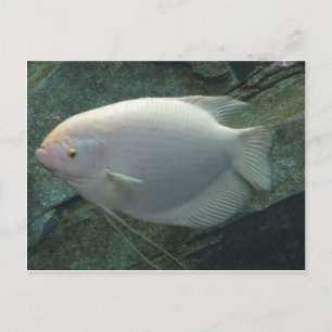 Cartão Postal Peixe Branco